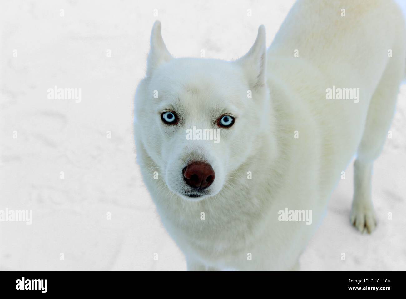Siberian Husky dog portrait outdoor in winter Stock Photo - Alamy