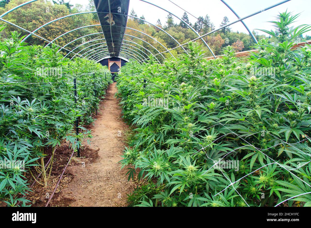 Greenhouse  'Cannabis sativa',  flowering stage. Stock Photo