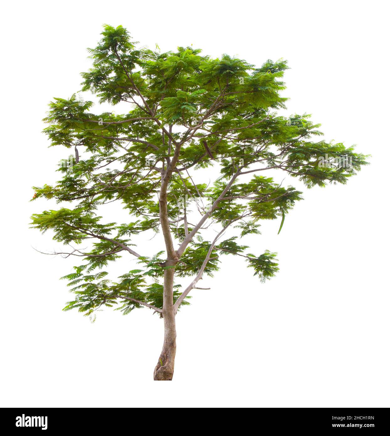 Beautiful green tree isolated on white background Stock Photo - Alamy