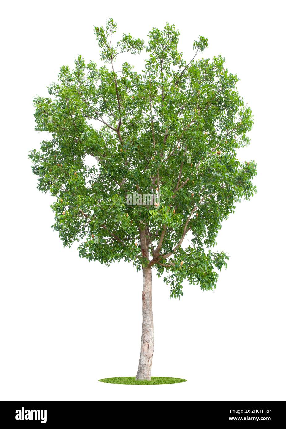 Beautiful green tree isolated on white background Stock Photo - Alamy