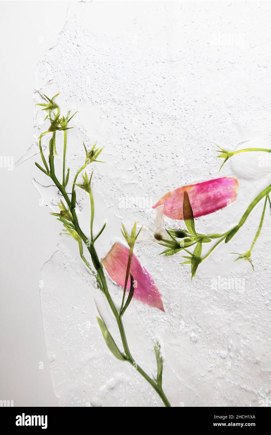 Flower petals and green stems frozen in a sheet of ice Stock Photo Alamy