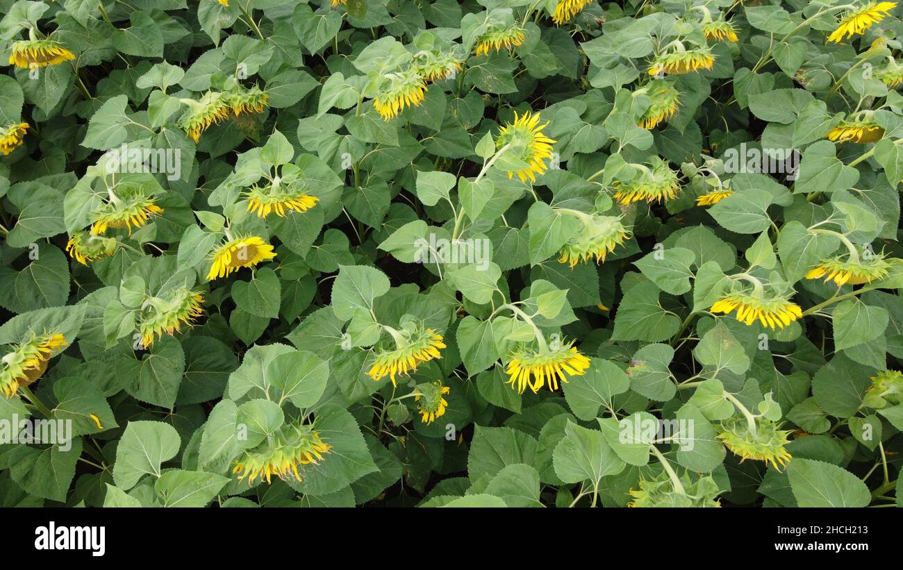 Field yellow flowers top view hi-res stock photography and images - Alamy