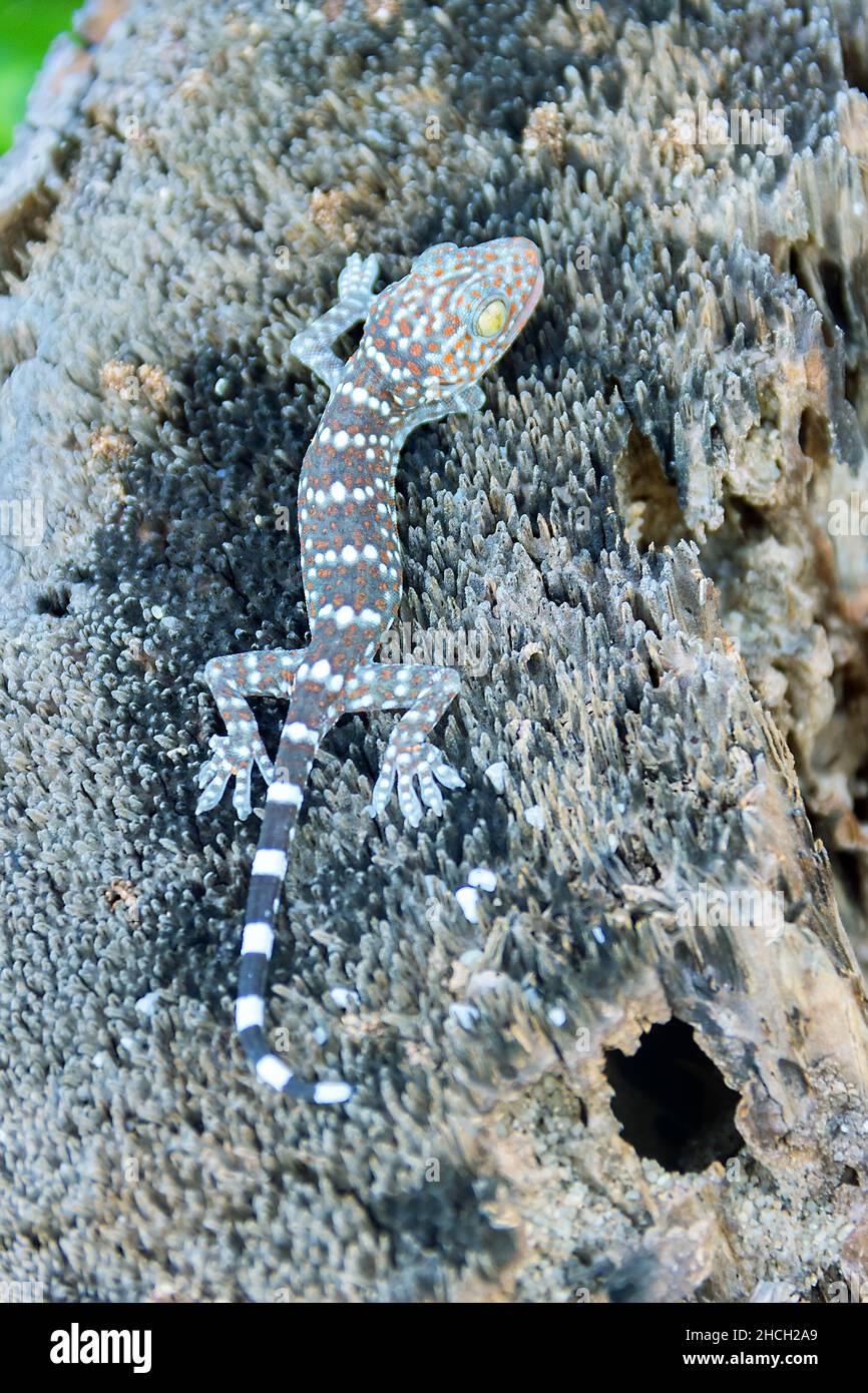 A gray-colored Toki Gecko (Gekko gecko) lurks on the bark of a Thailand tree. Close up Stock Photo