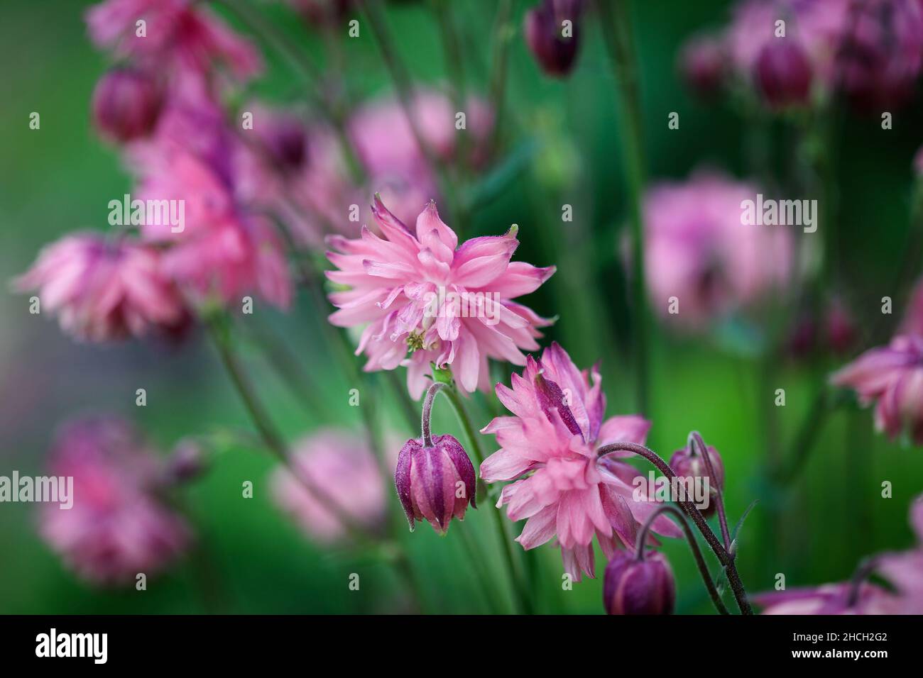 Abstract of beautiful Aquilegia vulgaris 'Clementine Salmon-Rose' blossoms in the flower garden. Selective focus with blurred foreground and backgroun Stock Photo