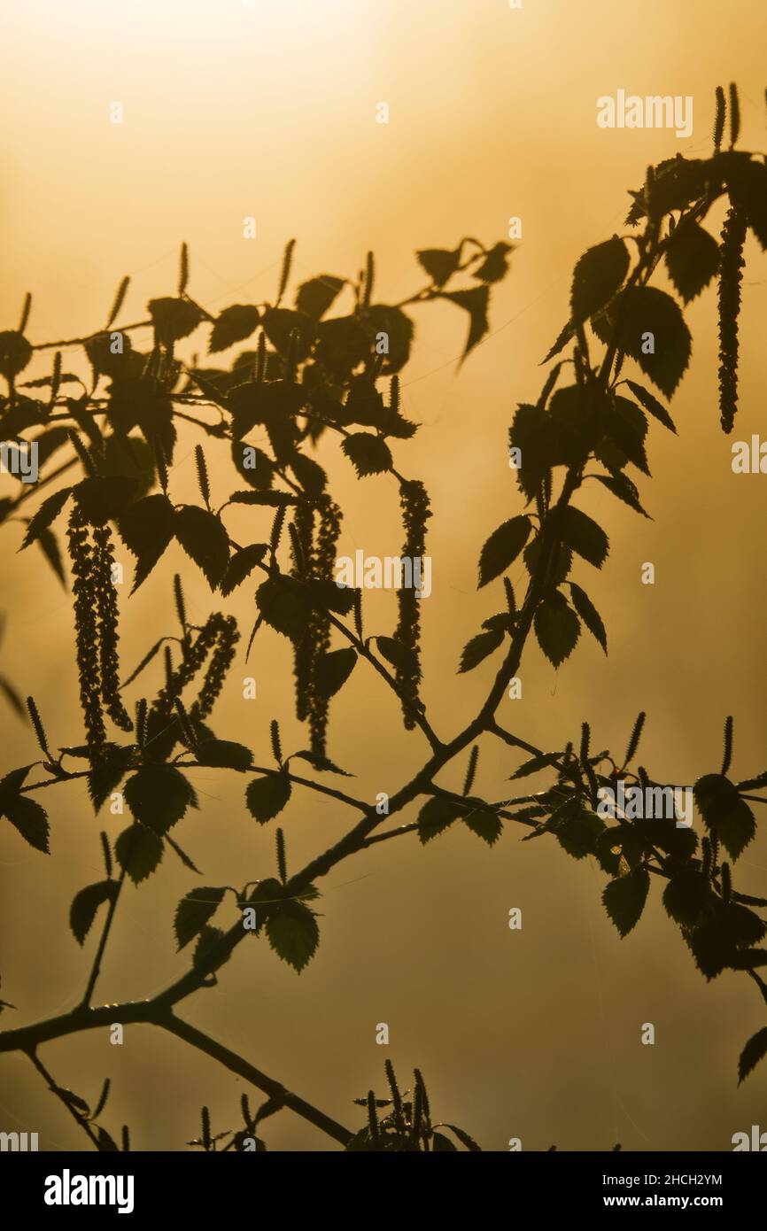 Forest science, dendrology. Blooming Common birch (Betula verrucosa). Young foliage and catkins in foggy sun Stock Photo