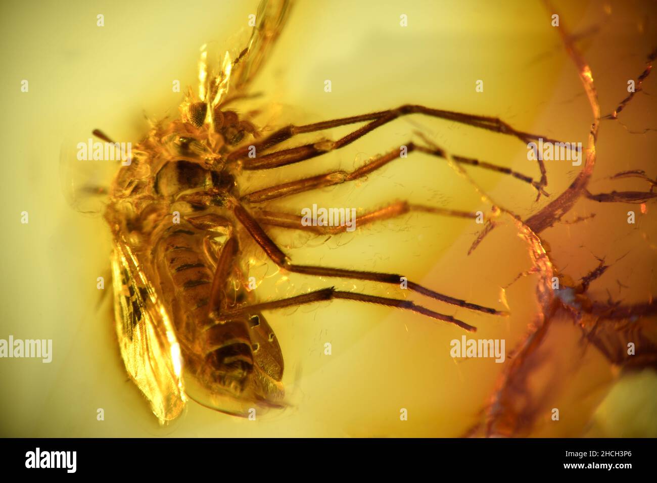 Prehistoric fly in Baltic amber Stock Photo