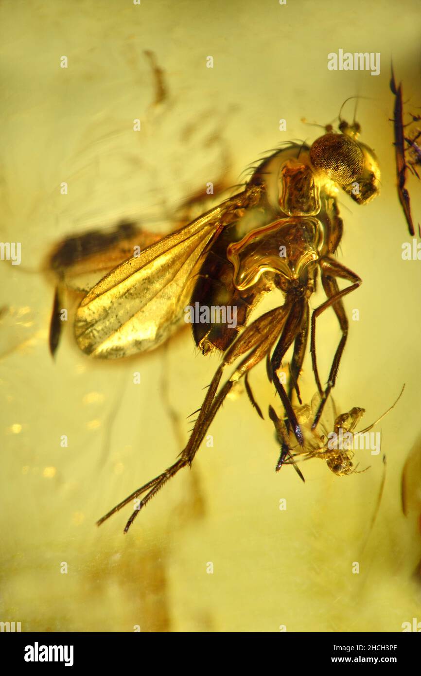 Prehistoric flies in Baltic amber Stock Photo