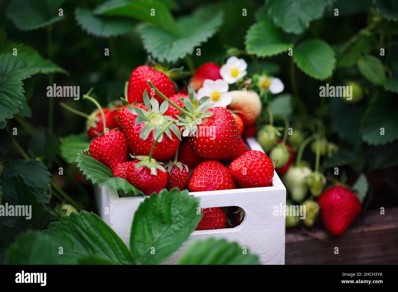 Strawberry raised bed hi-res stock photography and images - Alamy