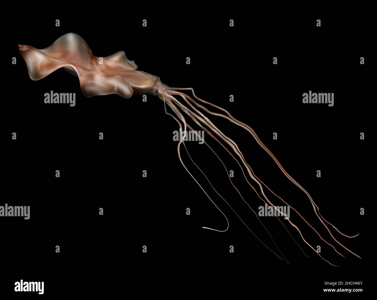 Magnapinna, Bigfin squid Stock Photo