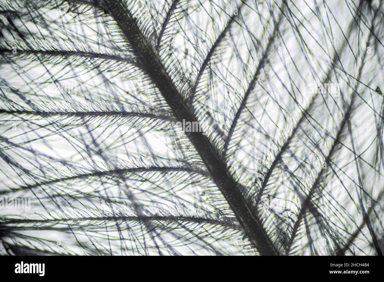 Down feather from a pillow under a microscope, magnification of 40