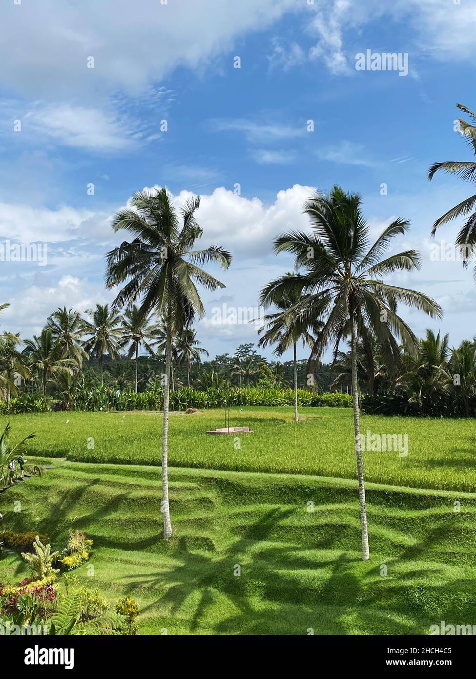 Vibrant green rice paddy field, palm trees under blue sky in Bali Stock ...
