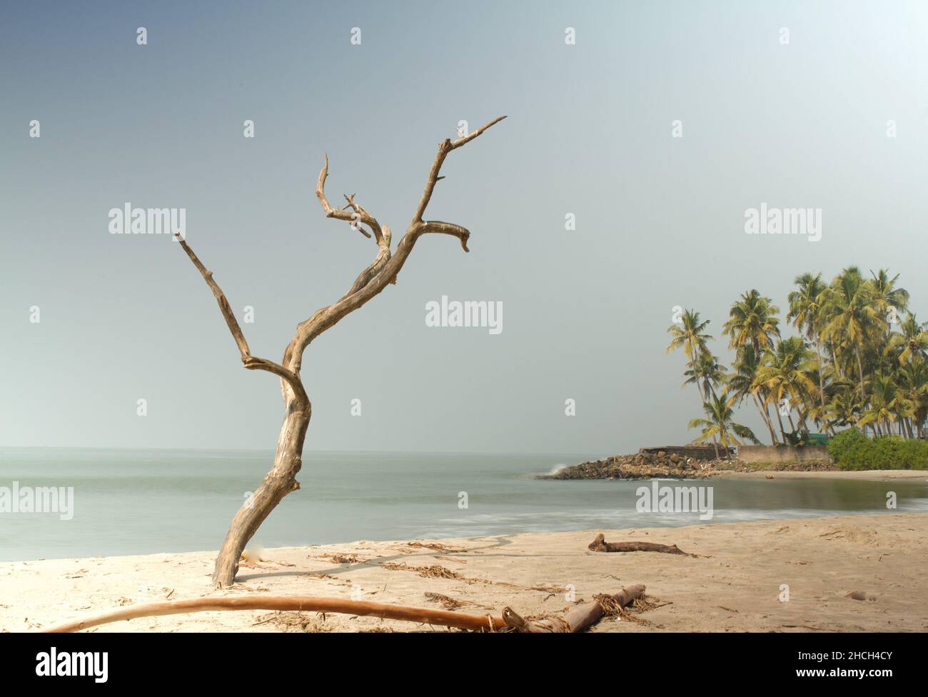 View of the beach in South India with a dead tree in the foreground Stock Photo