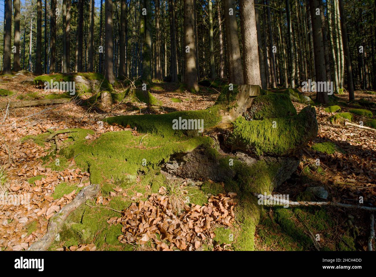 Licht und Schatten im Fichtenwald bei Kirchdorf im Wald Stock Photo