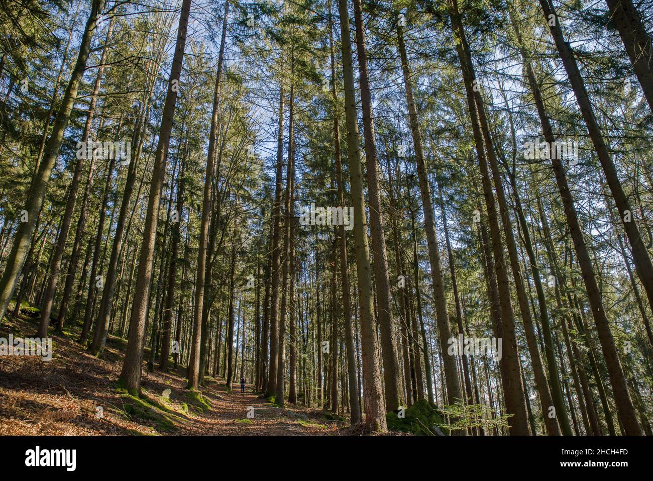 Geradlinige Fichten im Wald unterhalb des Gsengetstein 1 Stock Photo
