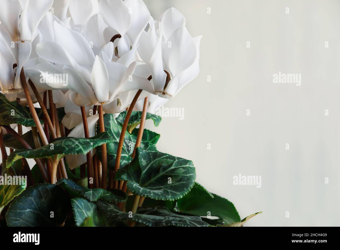 Potted White Cyclamen, Persian violet, houseplant with free space for text. Selective focus with blurred background and foreground. Stock Photo