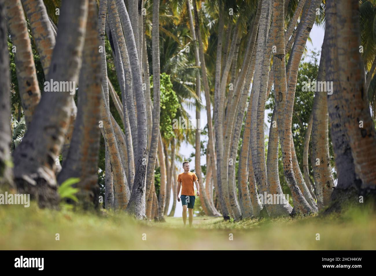 Alley through trees hi-res stock photography and images - Alamy