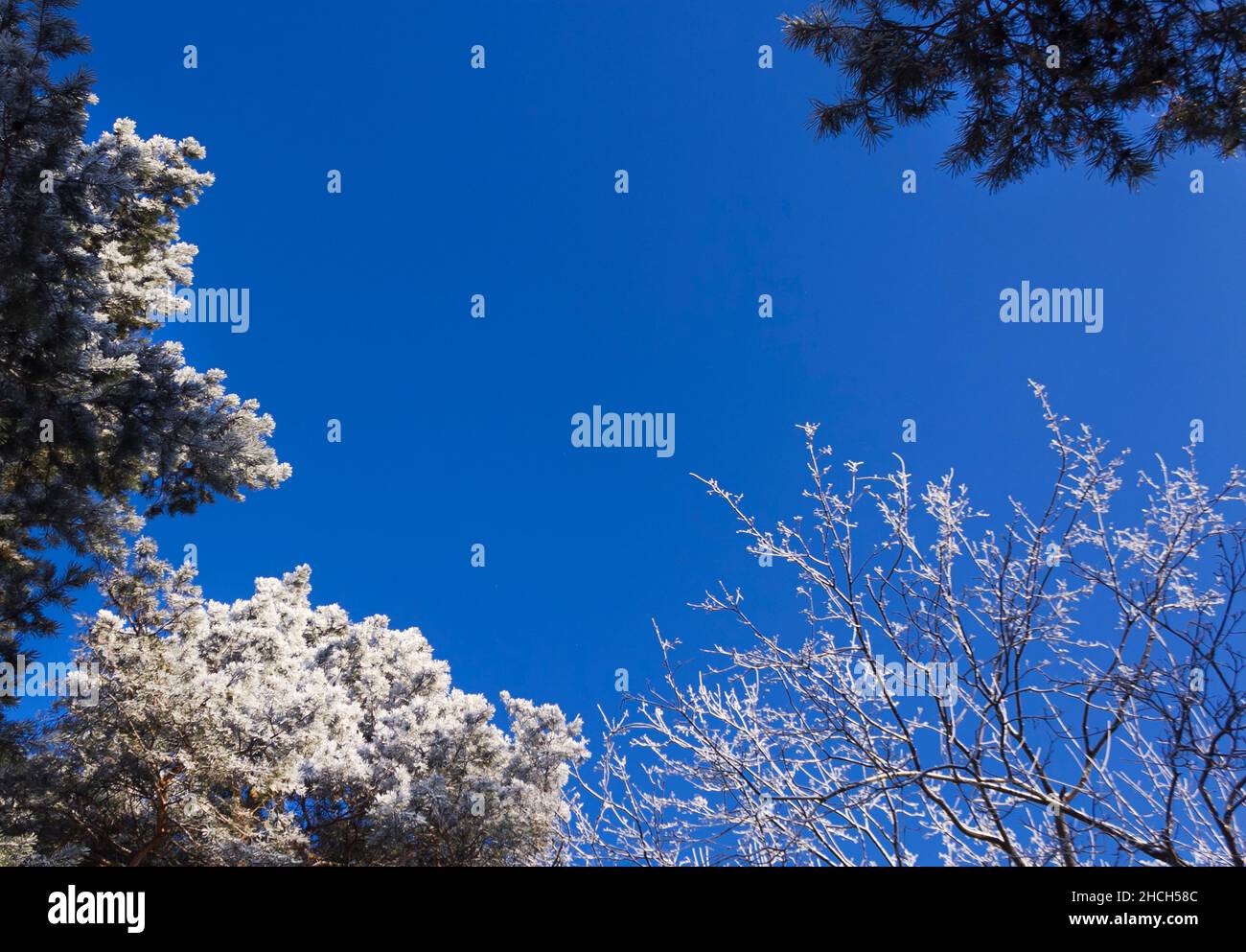 Trees in a magnificent frost on a clear winter day against the ...
