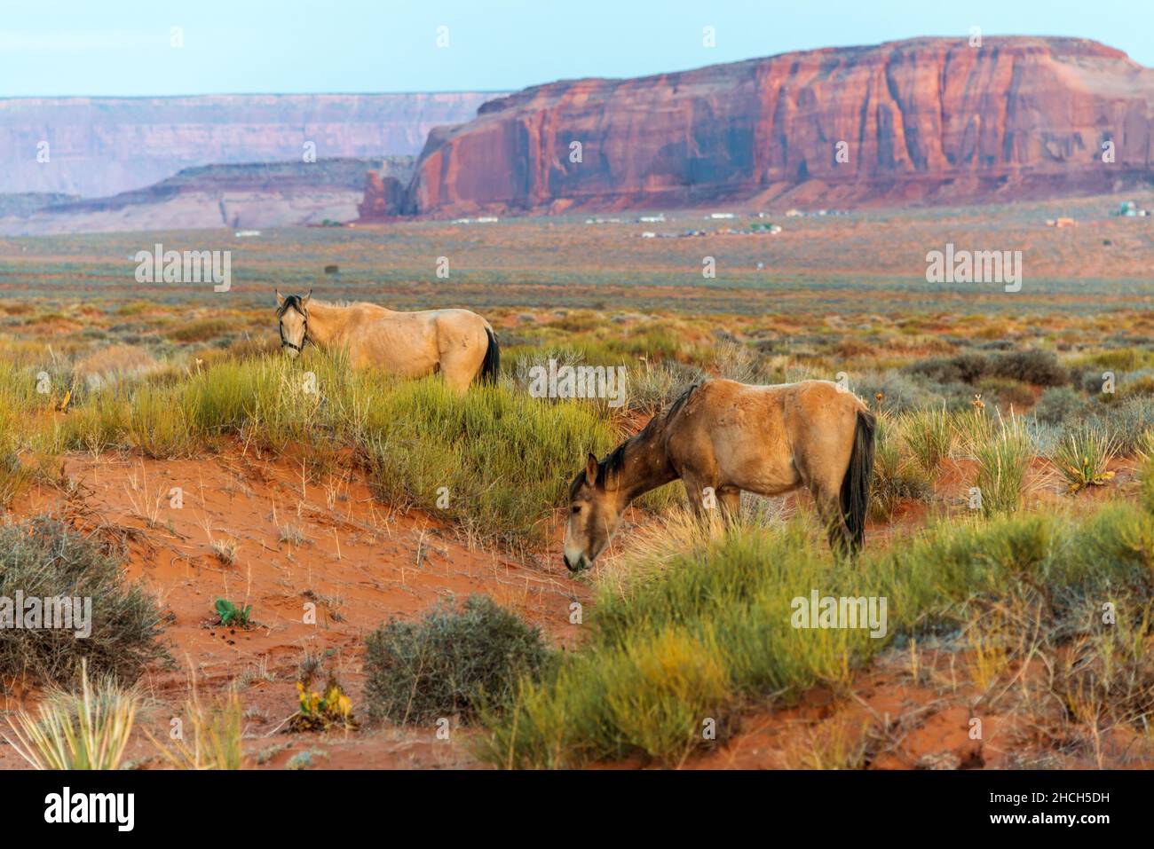 Two horses graze on grass in Monument Valley Stock Photo