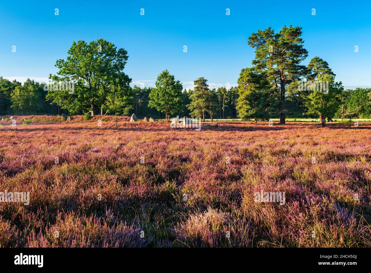 Typical heath landscape with flowering heather and megalithic tomb ...
