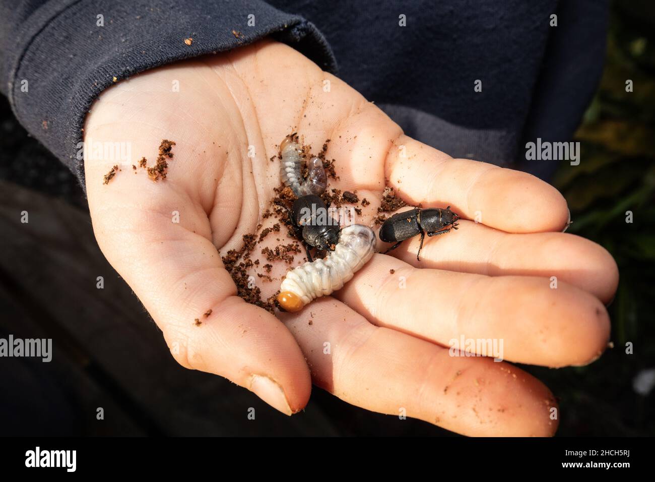 Children investigating a 'beetle bucket' containing lesser stag beetle adults and larvae, England, UK. Stock Photo
