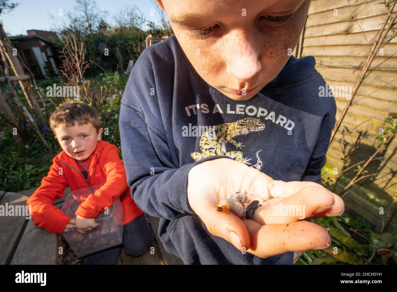 Children investigating a 'beetle bucket' containing lesser stag beetles, England, UK. Stock Photo
