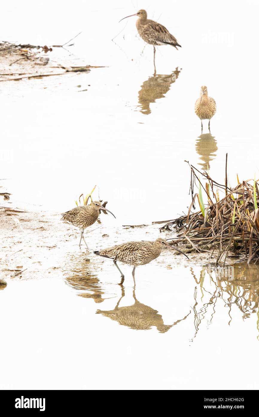 Group of over-wintering curlew at a winter wetland. A declining species in the UK. Stock Photo