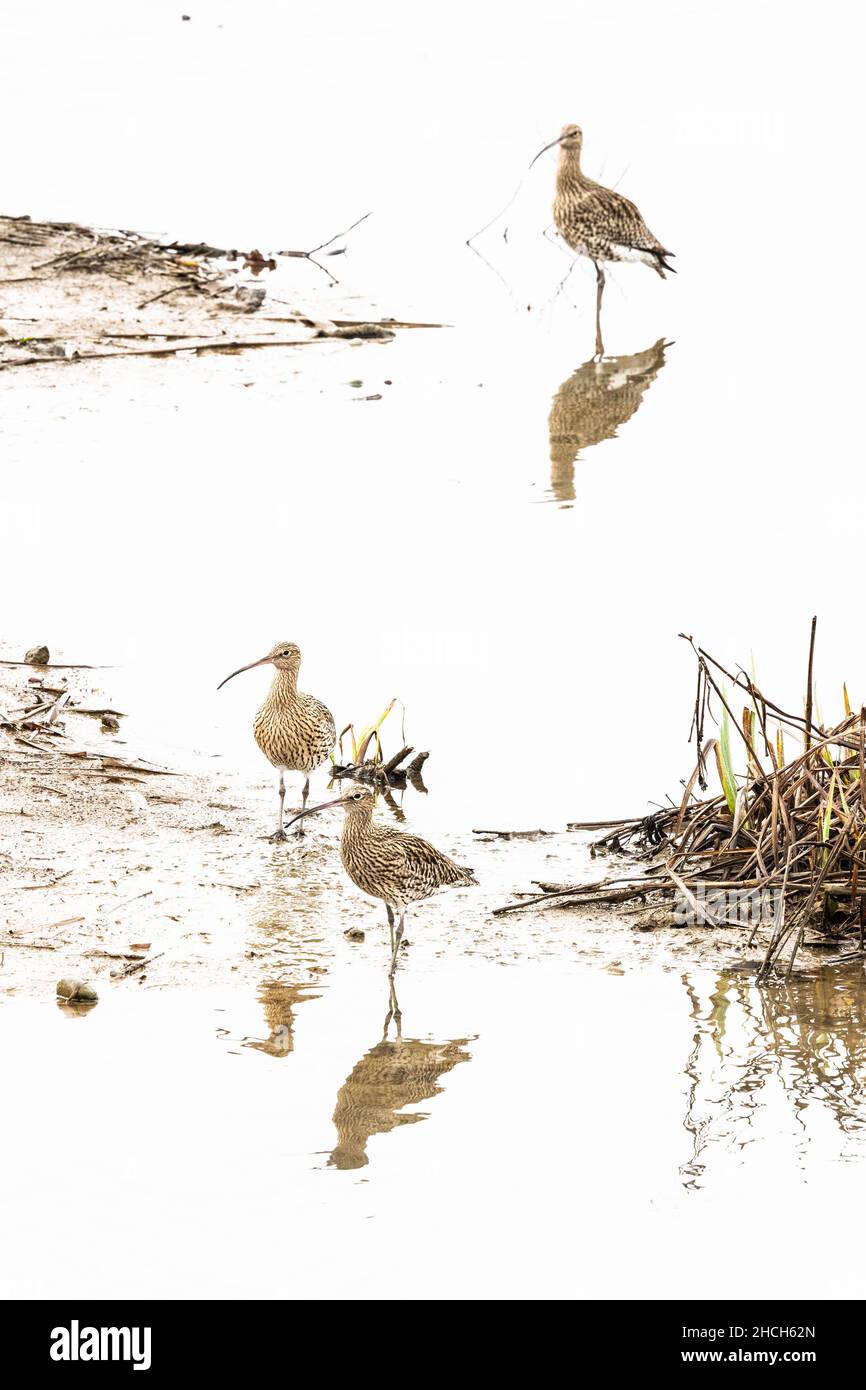 Group of over-wintering curlew at a winter wetland. A declining species in the UK. Stock Photo