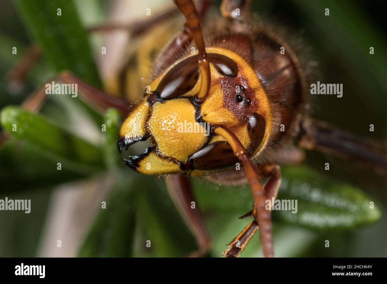 Portrait of European hornet. Stock Photo