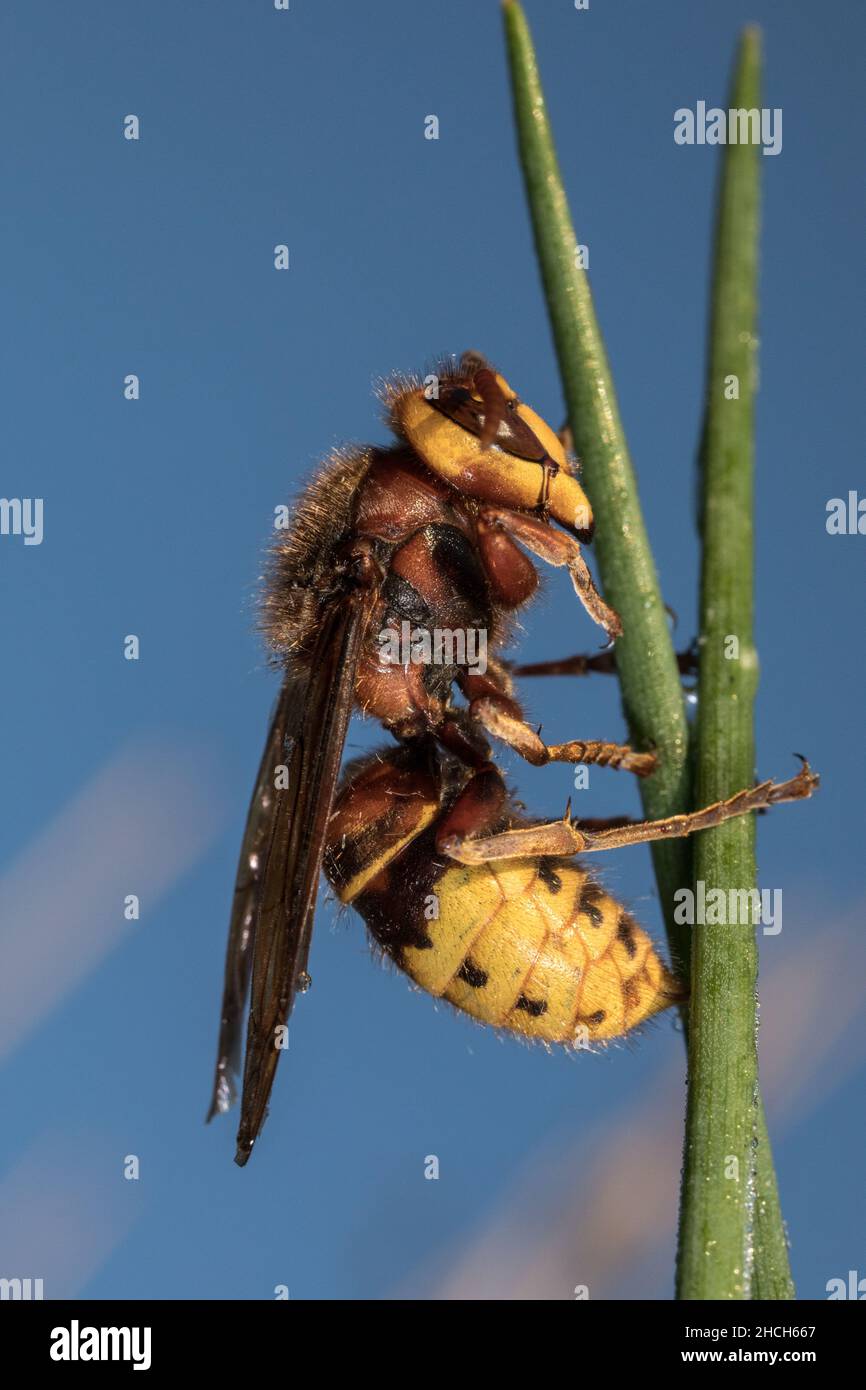European hornet clinging onto a plant stem after a chilly night, Herefordshire, England, UK. Stock Photo