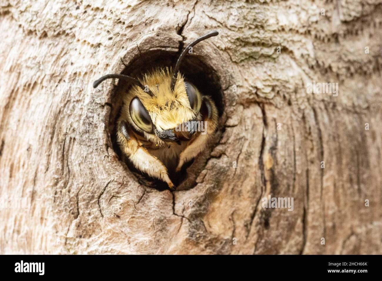 Male leafcutter bee guarding the entrance to a hole in some standing dead wood - a possible nesting site. Stock Photo