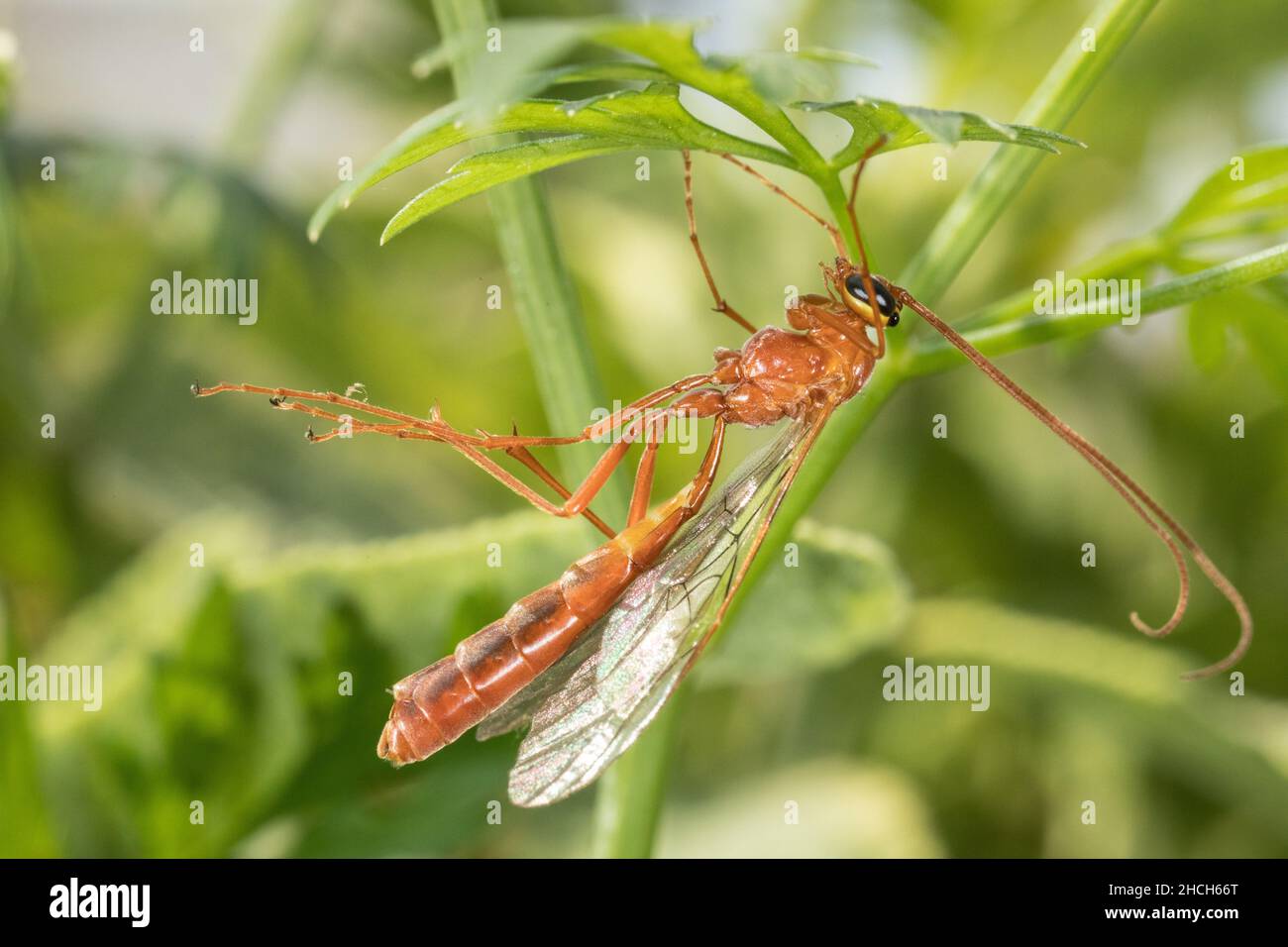 An Ophion sp. ichneumonid wasp grooming itself. These are nocturnal ...