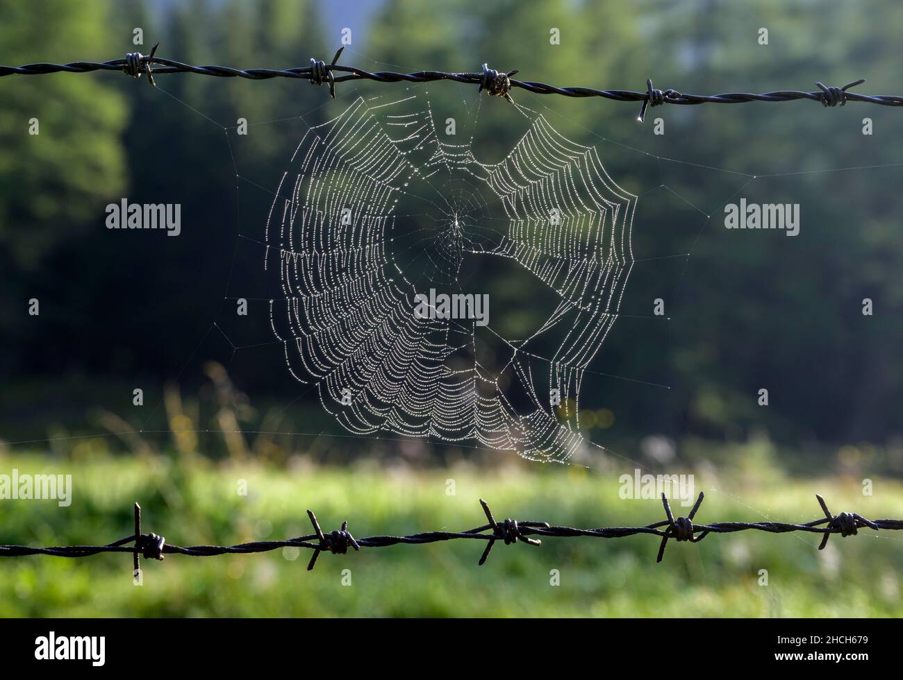 Spider's web on barbed wire fence, Weisspriach, Salzburg, Austria Stock Photo