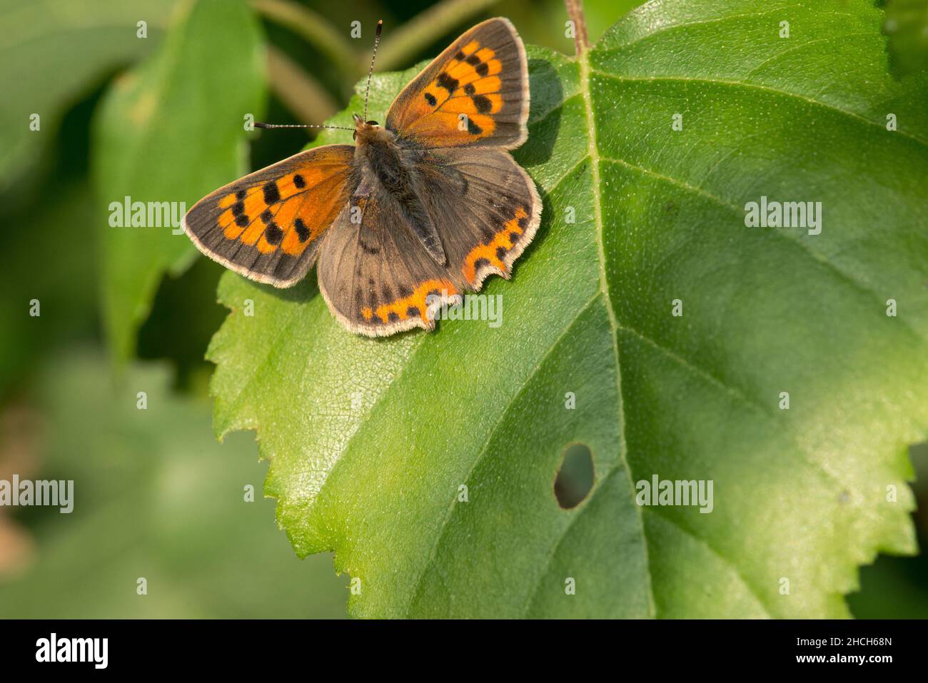 Small copper butterfly basking on a leaf. Stock Photo