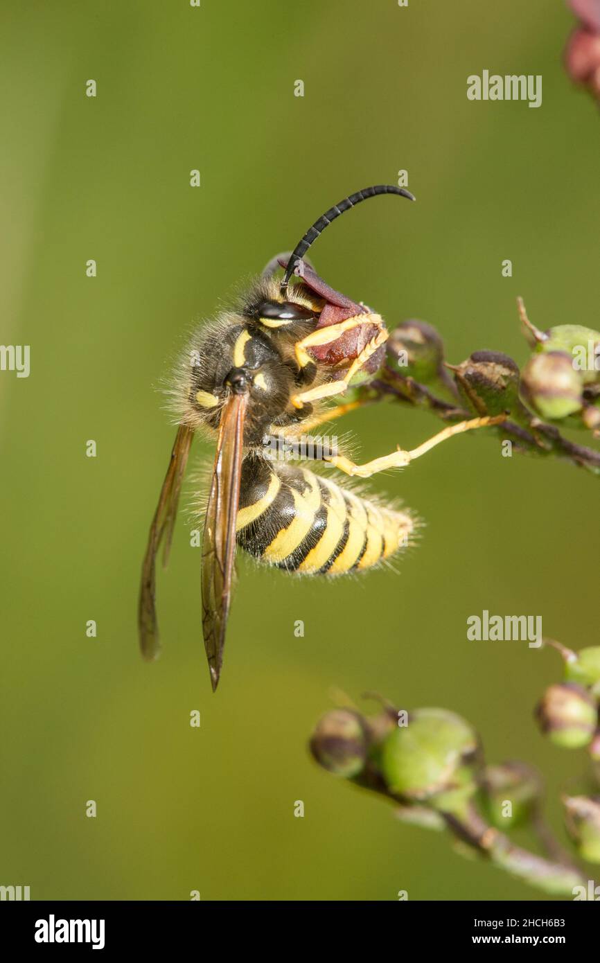 Common wasp or Yellowjacket pollinating a figwort plant - whose flowers are adapted for just this species. Stock Photo