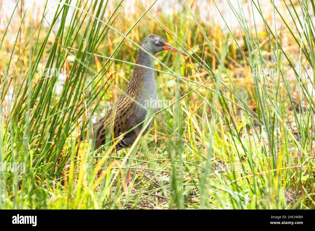 Water rail, reclusive wetland bird in its habitat, UK. Stock Photo