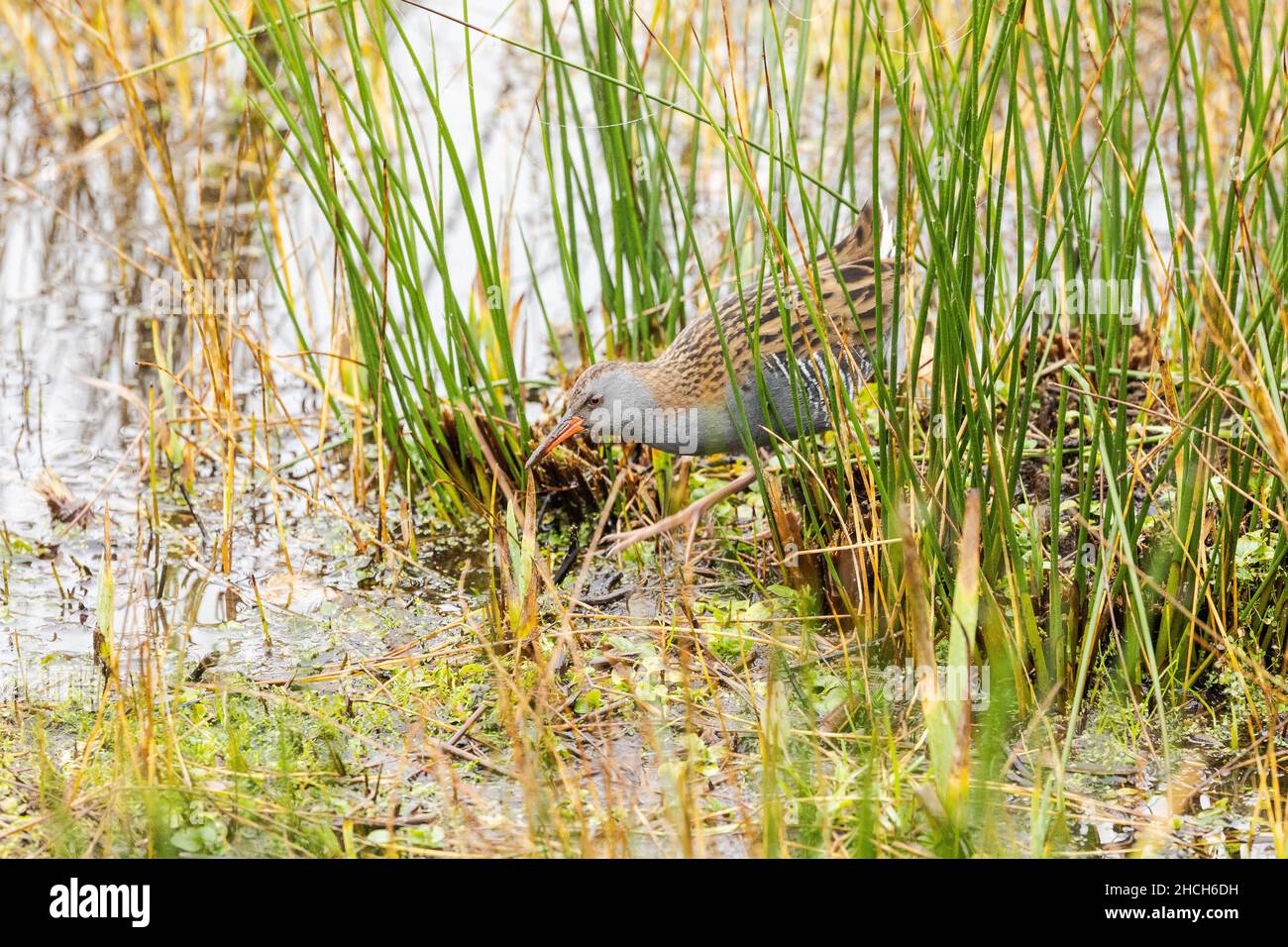 Water rail, reclusive wetland bird in its habitat, UK. Stock Photo