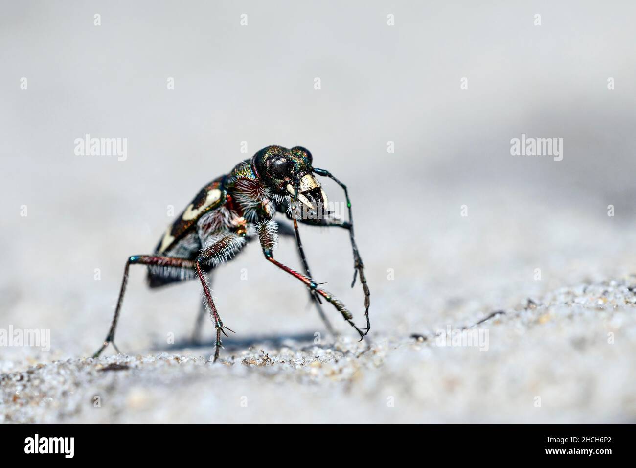 Dune sand beetle, northern dune tiger beetle (Cicindela hybrida