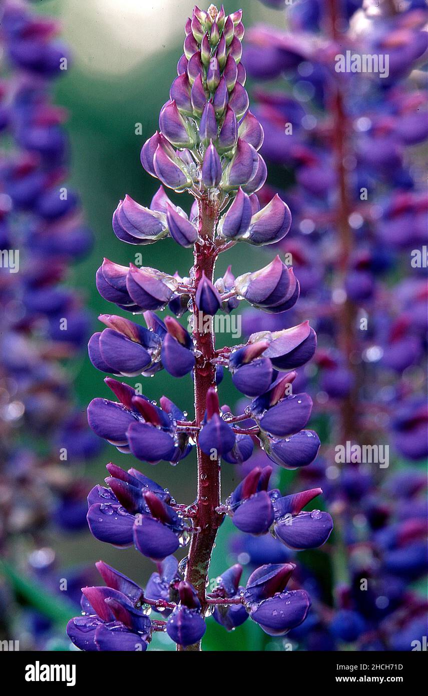 Lupine flower with narrowleaved lupin (Lupinus angustifolius Stock