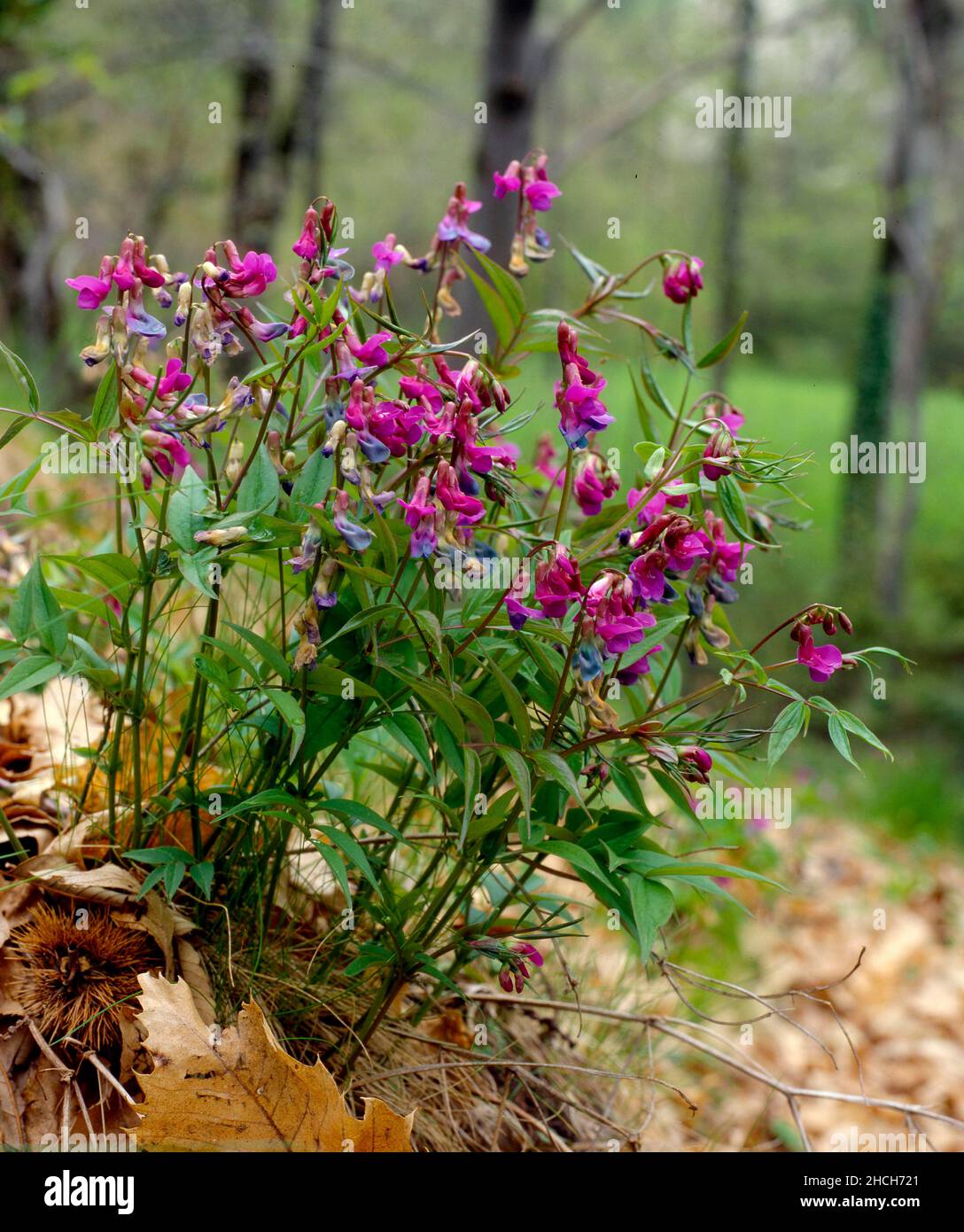 Mountain vetch, Lathyrus montanus Lathyrus linifolius Stock Photo