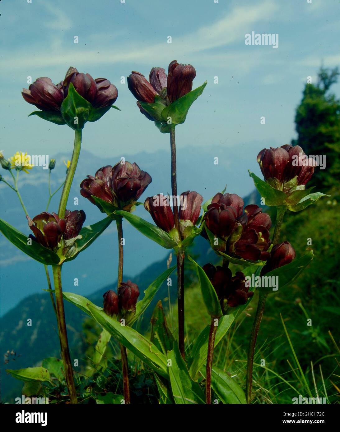 Violet De Gentiana Pe Par Brunet Purple gentian (Gentiana purpurea Stock Photo - Alamy