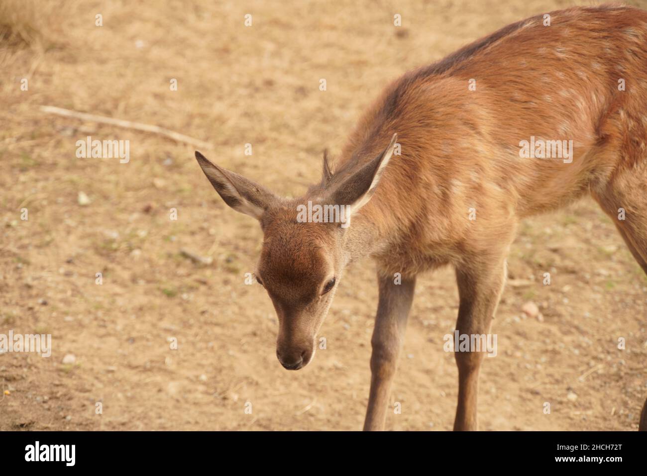 Hirschkub im Tierpark Stock Photo