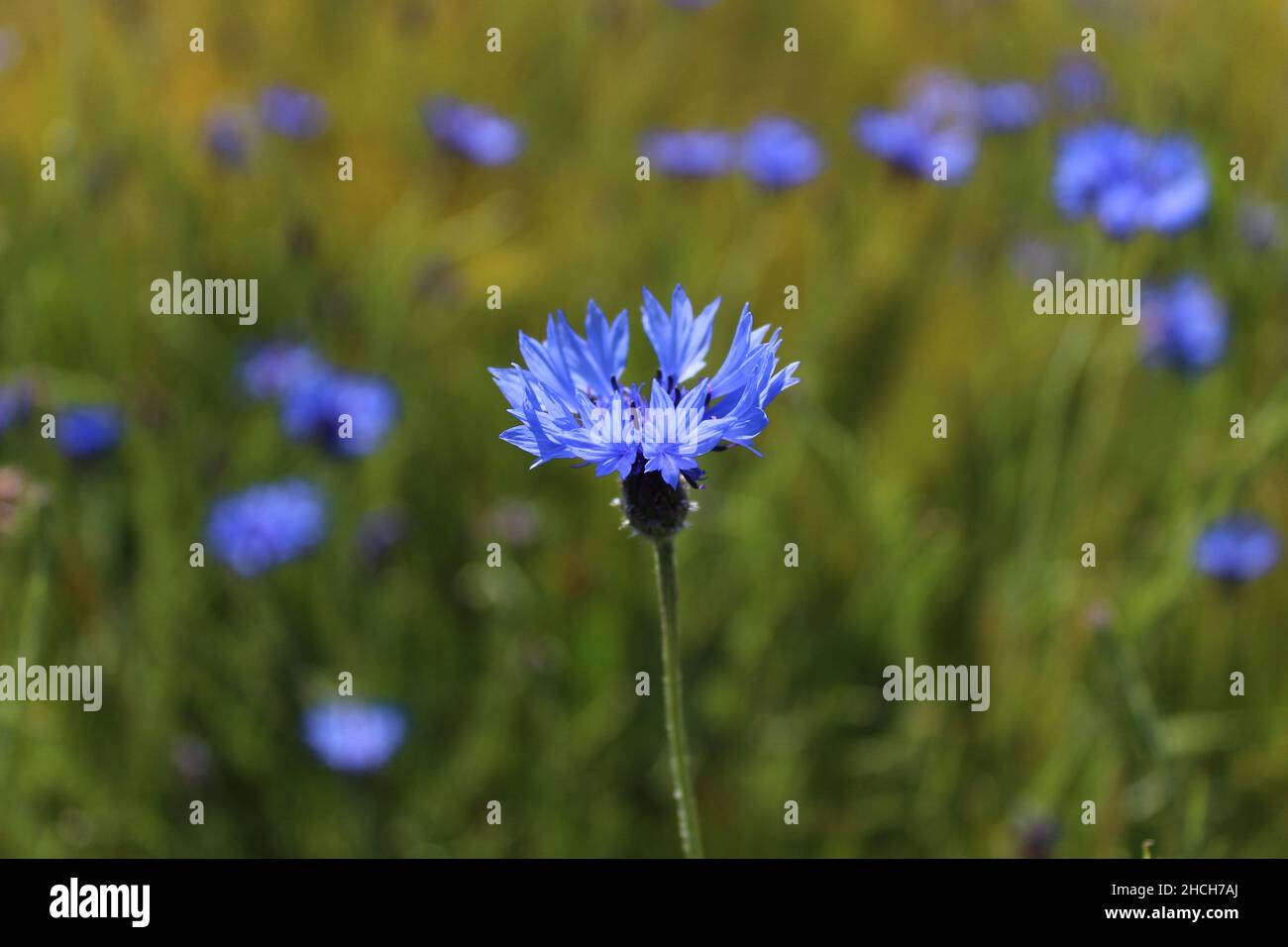 cornflower in a wheat field Stock Photo Alamy