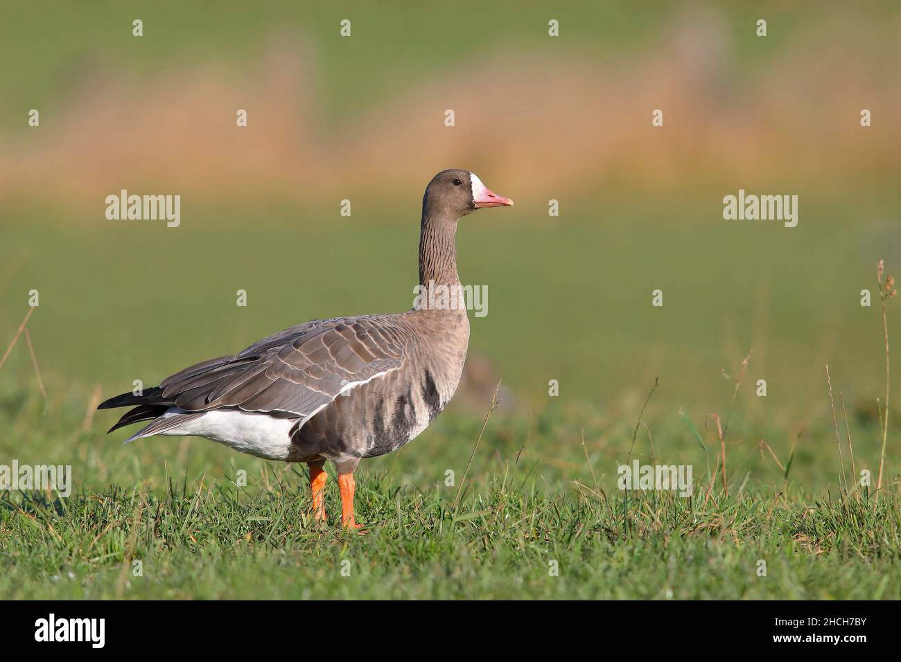 Greater white-fronted goose (Anser albifrons) standing in a meadow, Xanten, Lower Rhine, North Rhine-Westphalia, Germany Stock Photo