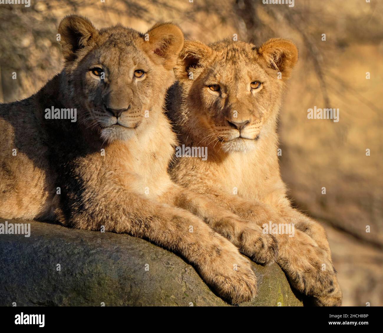 Captive african lion hi-res stock photography and images - Alamy