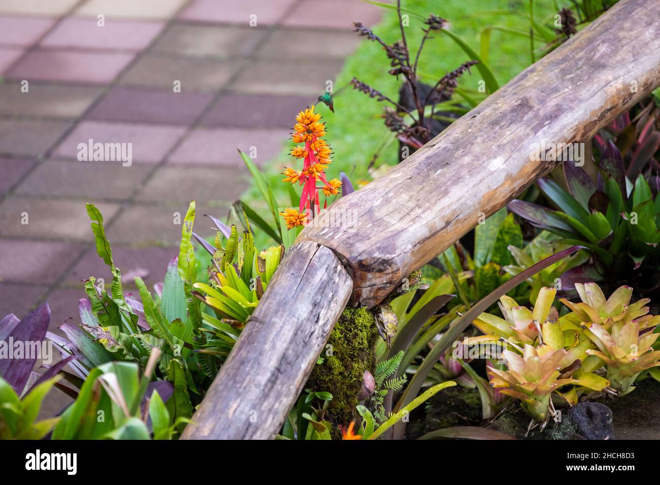 The rufous-tailed (Amazilia tzacatl) medium-sized hummingbird feeding on a red torch ginger flowers (Etlingera elatior) in the Arenal region, Costa Ri Stock Photo