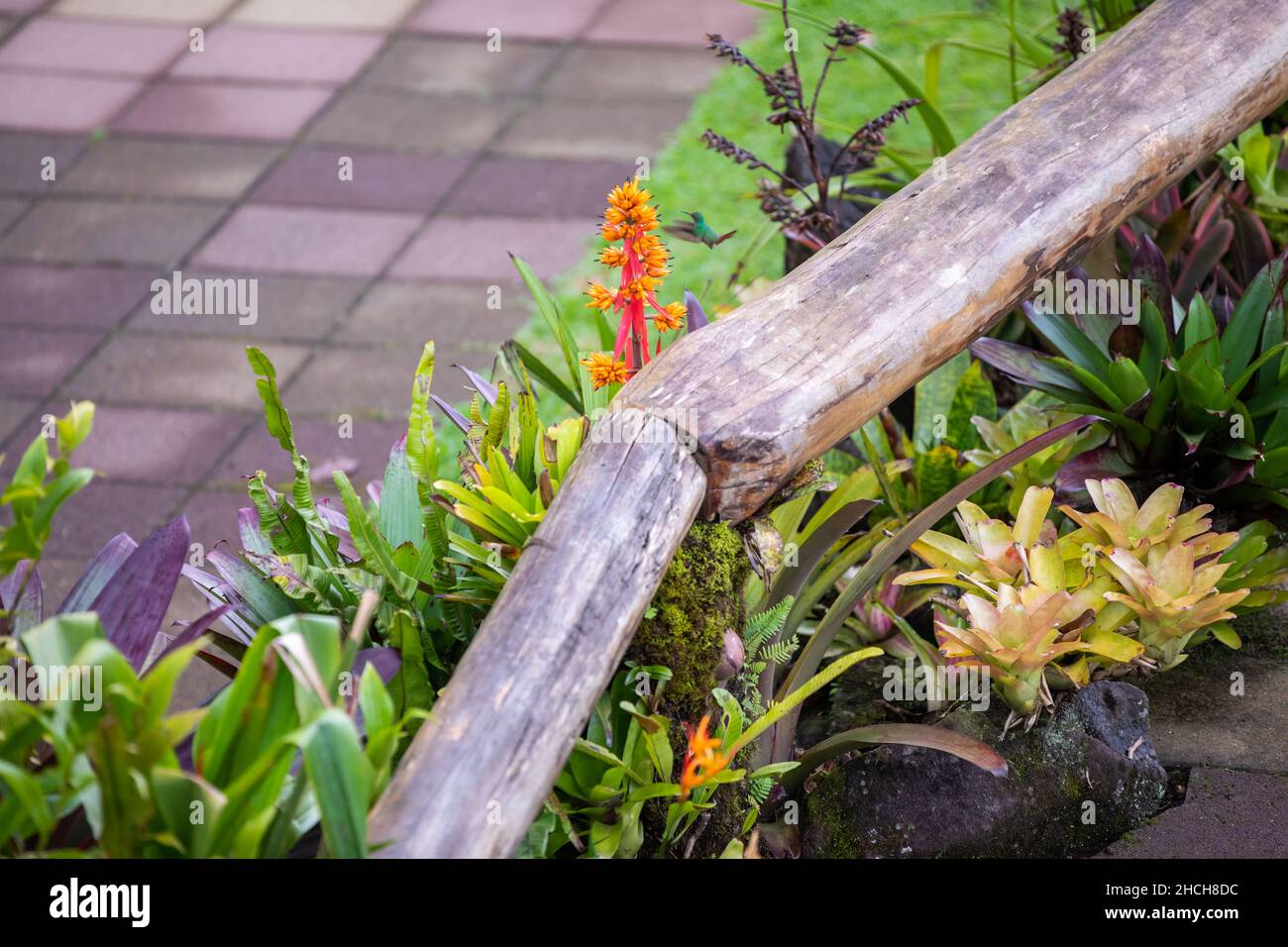 The rufous-tailed (Amazilia tzacatl) medium-sized hummingbird feeding on a red torch ginger flowers (Etlingera elatior) in the Arenal region, Costa Ri Stock Photo