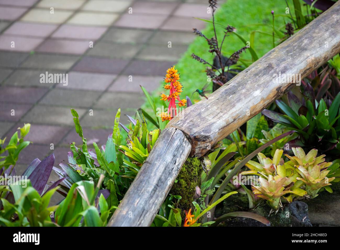 The rufous-tailed (Amazilia tzacatl) medium-sized hummingbird feeding on a red torch ginger flowers (Etlingera elatior) in the Arenal region, Costa Ri Stock Photo