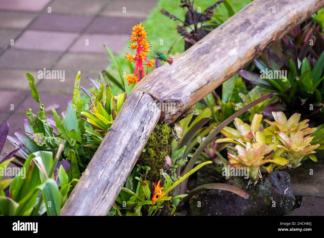 The rufous-tailed (Amazilia tzacatl) medium-sized hummingbird feeding on a red torch ginger flowers (Etlingera elatior) in the Arenal region, Costa Ri Stock Photo