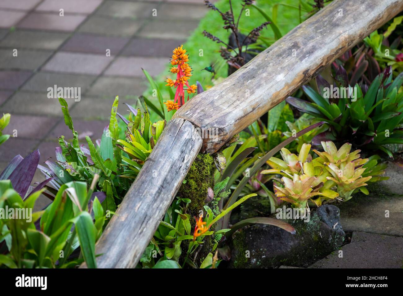 The rufous-tailed (Amazilia tzacatl) medium-sized hummingbird feeding on a red torch ginger flowers (Etlingera elatior) in the Arenal region, Costa Ri Stock Photo