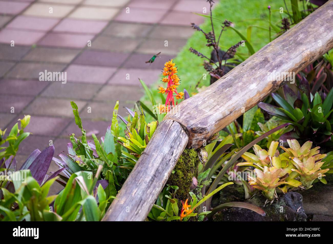 The rufous-tailed (Amazilia tzacatl) medium-sized hummingbird feeding on a red torch ginger flowers (Etlingera elatior) in the Arenal region, Costa Ri Stock Photo